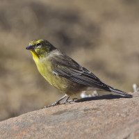 Drakensberg Siskin